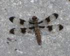 dragonfly_small.jpg