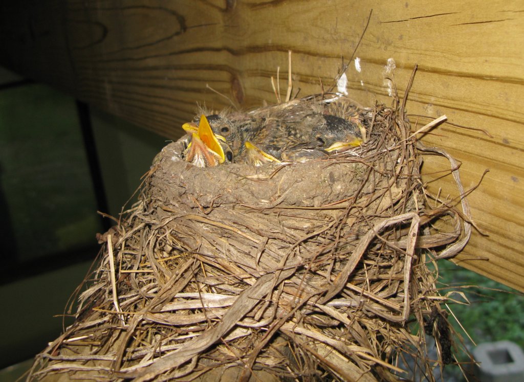 nest.jpg