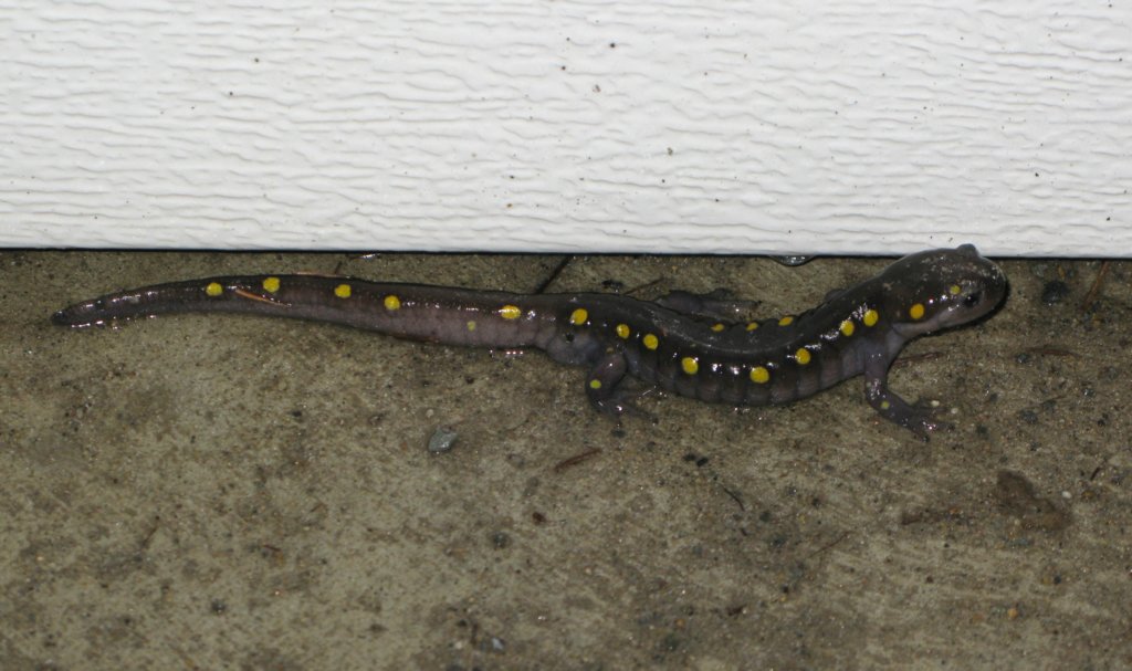 salamander.jpg